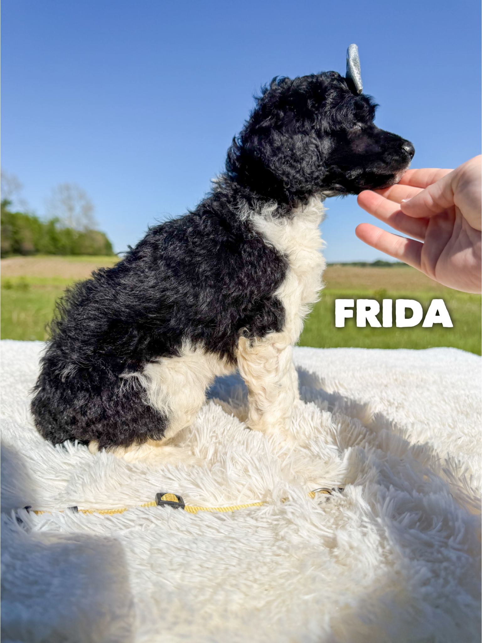 Frida 2